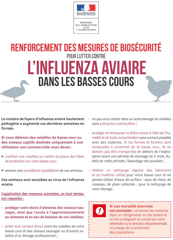 grippe aviaire 1