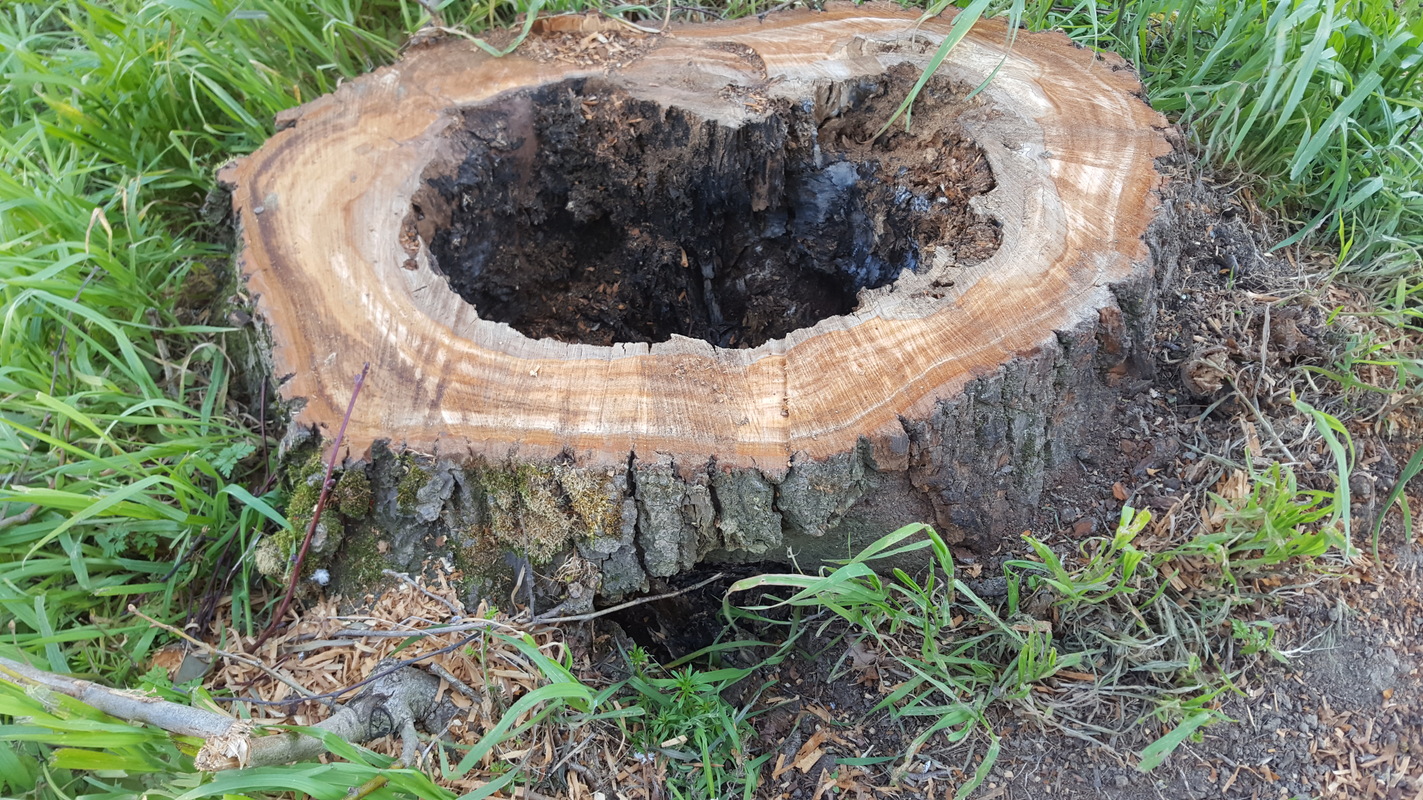 cœur d'un arbre attaqué par les vers