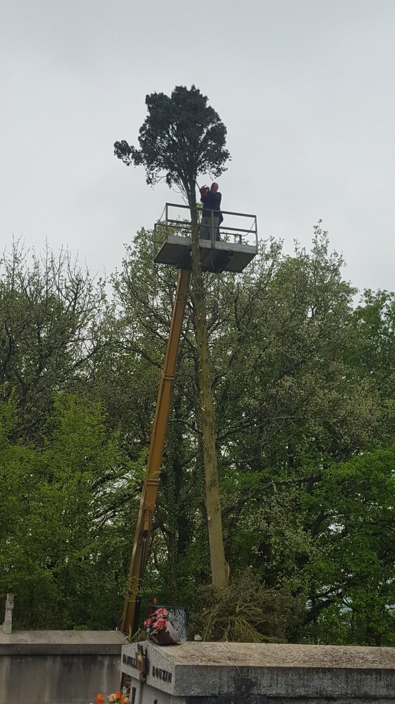 tronçonnage du cyprès 1