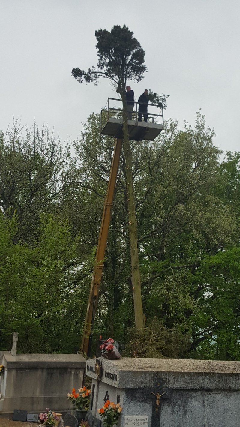 tronçonnage du cyprès 2