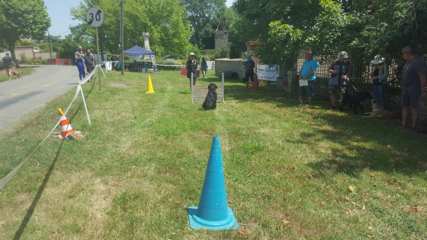 démonstration de dressage canin