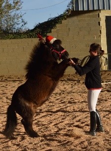 Le centre équestre « Equi-punch »
