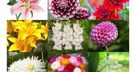 Saint-Thomas : Vente de bulbes de fleurs