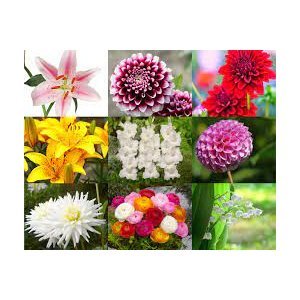 Saint-Thomas : Vente de bulbes de fleurs