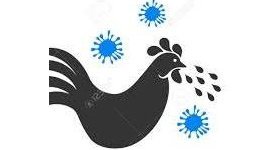 Saint-Thomas : Décret sur la grippe aviaire