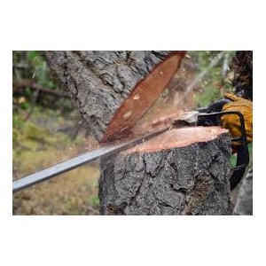 Saint-Thomas : abords de l'église