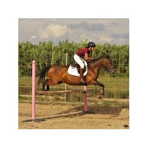 Saint-Thomas : Le TREC d'EQUI-PUNCH